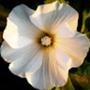 Meet your Posher, Kassi